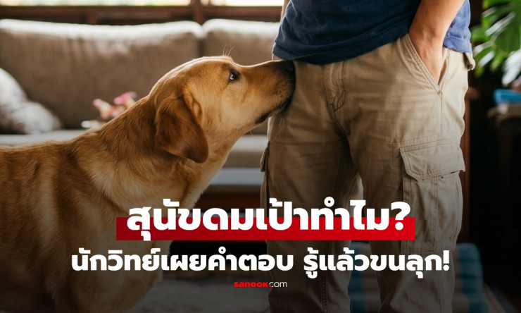 ทำไมหมาถึงชอบดมเป้าคน? ไขปริศนาขนลุก! ดมทีเดียว รู้หมดทั้งเพศ-สุขภาพ-เซ็กซ์ล่าสุด!